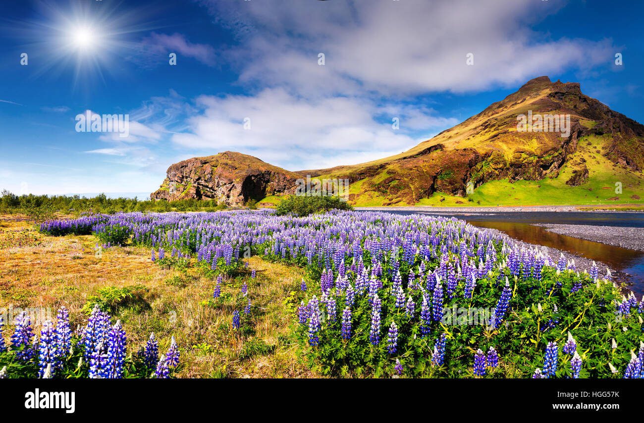 Typische isländische Landschaft mit blühenden Lupinen Blumenfeld in June.Sunny Sommermorgen in der isländischen Küste Stockfoto