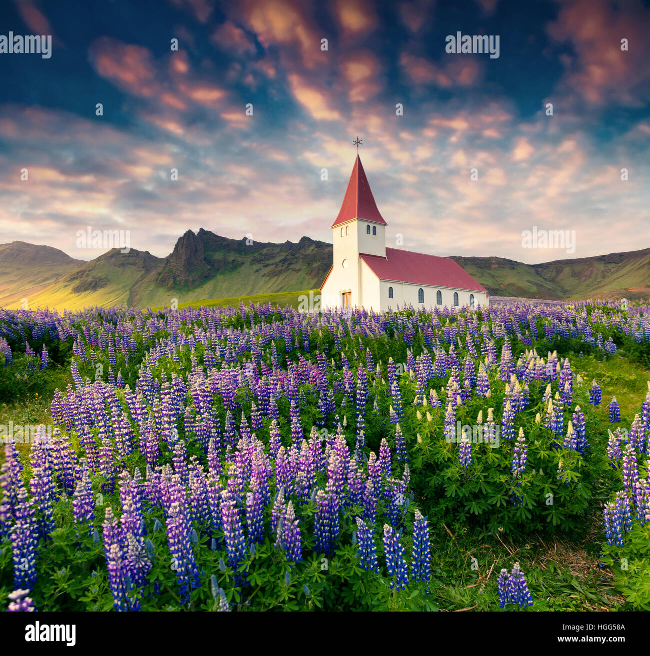Kleine Kirche umgeben blühenden lupine Blumen im Dorf Vik. Bunte Sommer Sonnenaufgang in Island, Europa. Stockfoto