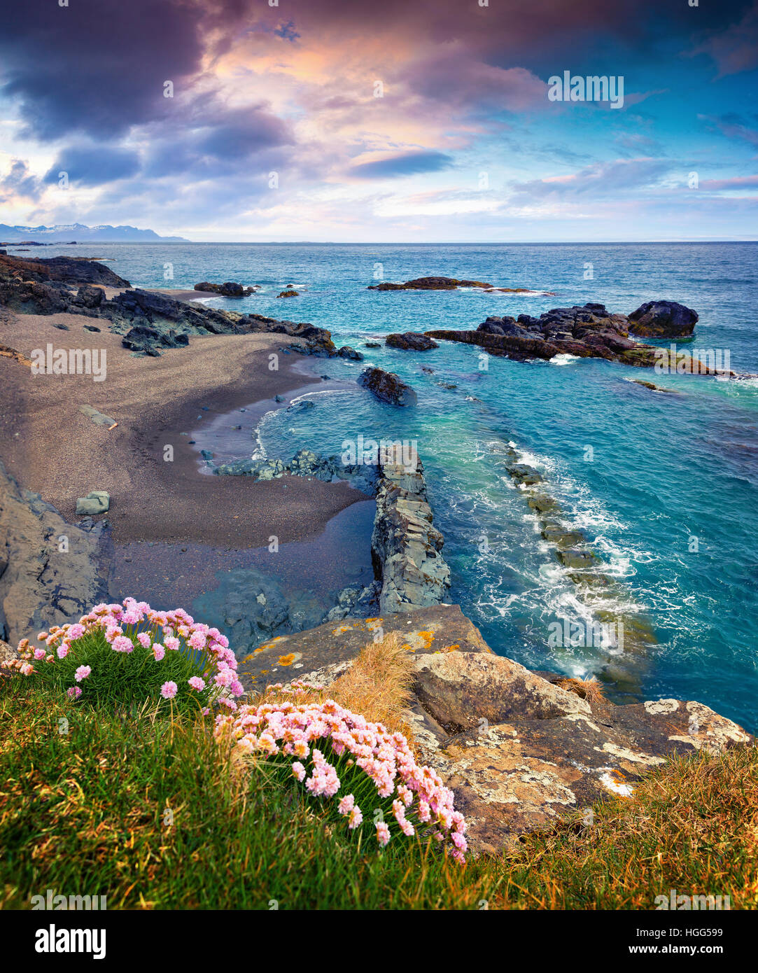 Typische isländische Seelandschaft mit blühen rosa Blüten. Bunte Sommermorgen auf der West Island, Europa. Stockfoto