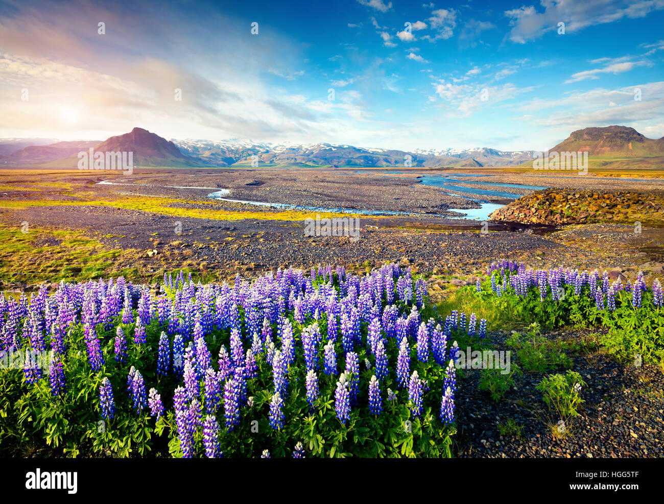 Typische isländische Landschaft mit blühenden Lupinen Blumenfeld in June.Sunny Sommermorgen in der isländischen Küste Stockfoto