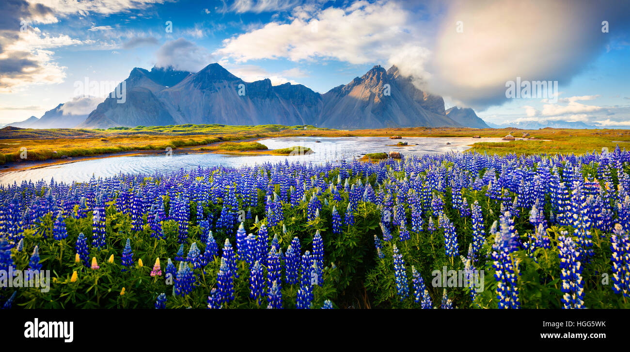 Panorama blühende Lupinen Blumen auf der Landzunge Stokknes an isländischen Südostküste. Island, Europa. Stockfoto