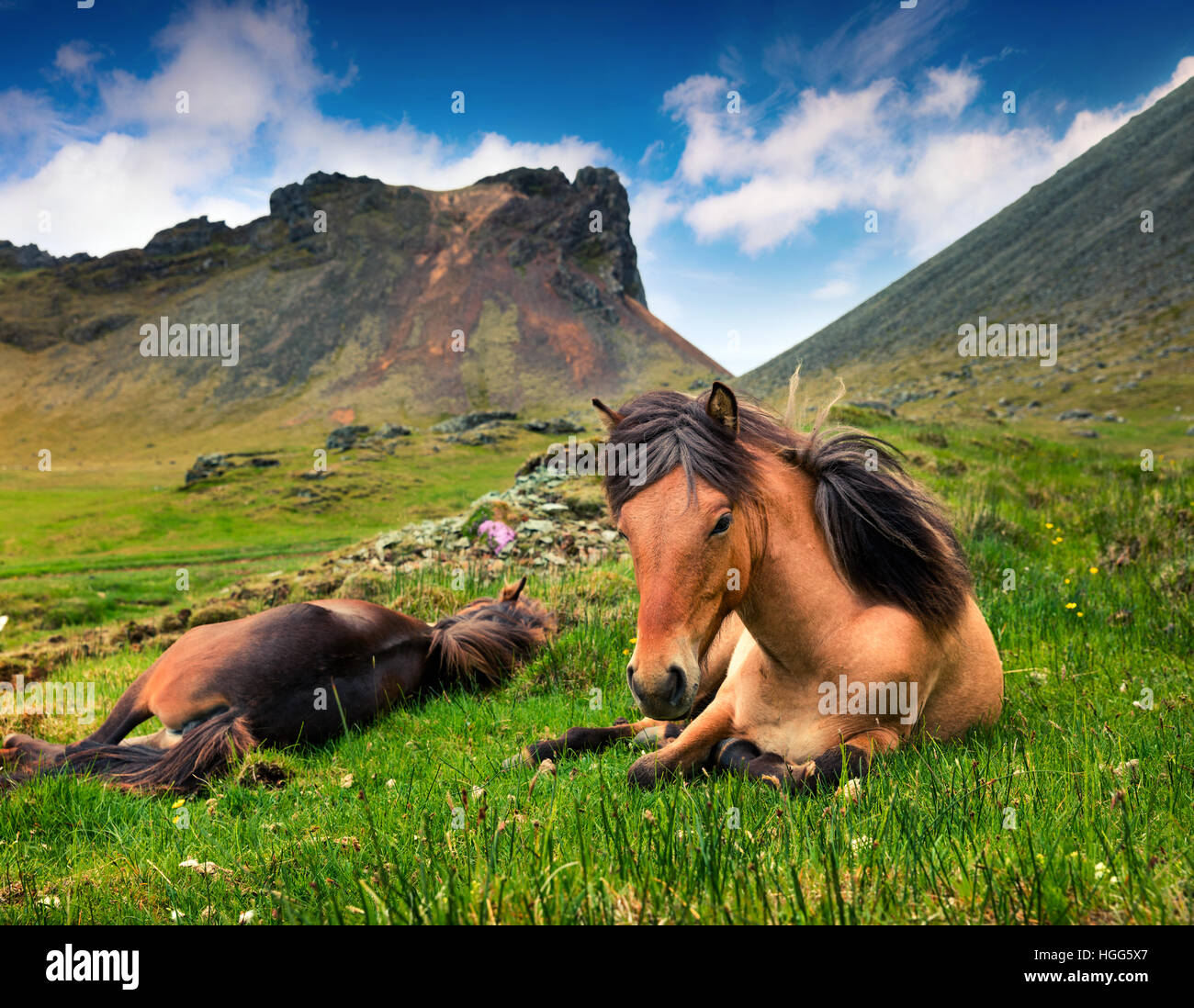 Entwickelt von Ponys - Islandpferde. Bunte Sommermorgen in der Alm, Stokknes Landzunge, Island, Europa. Stockfoto