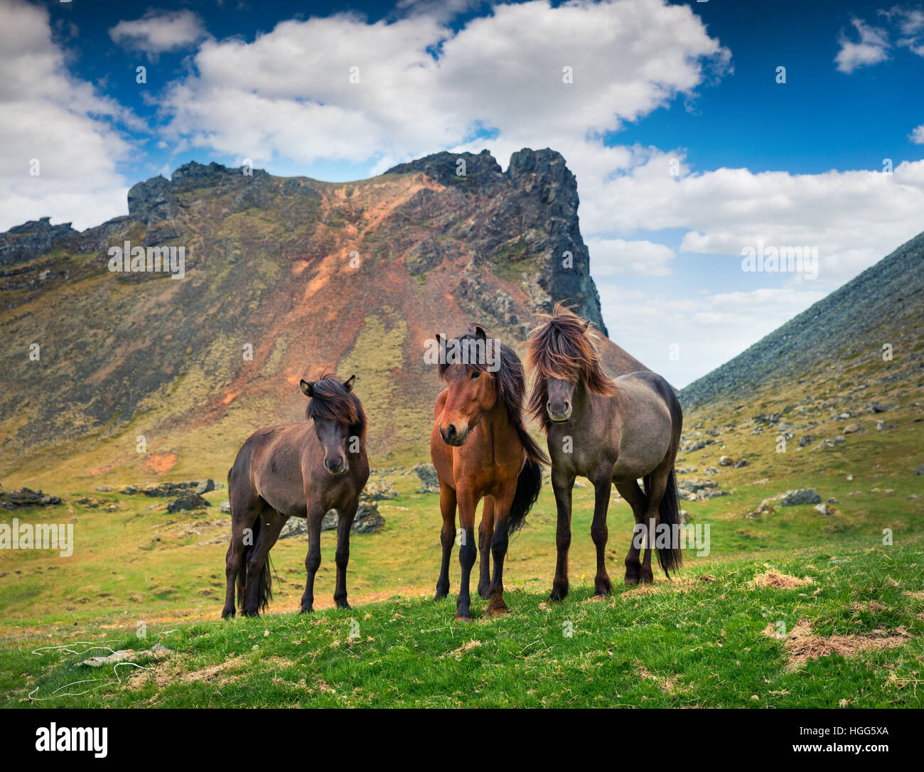 Entwickelt von Ponys - Islandpferde. Bunte Sommermorgen in der Alm, Stokknes Landzunge, Island, Europa. Stockfoto