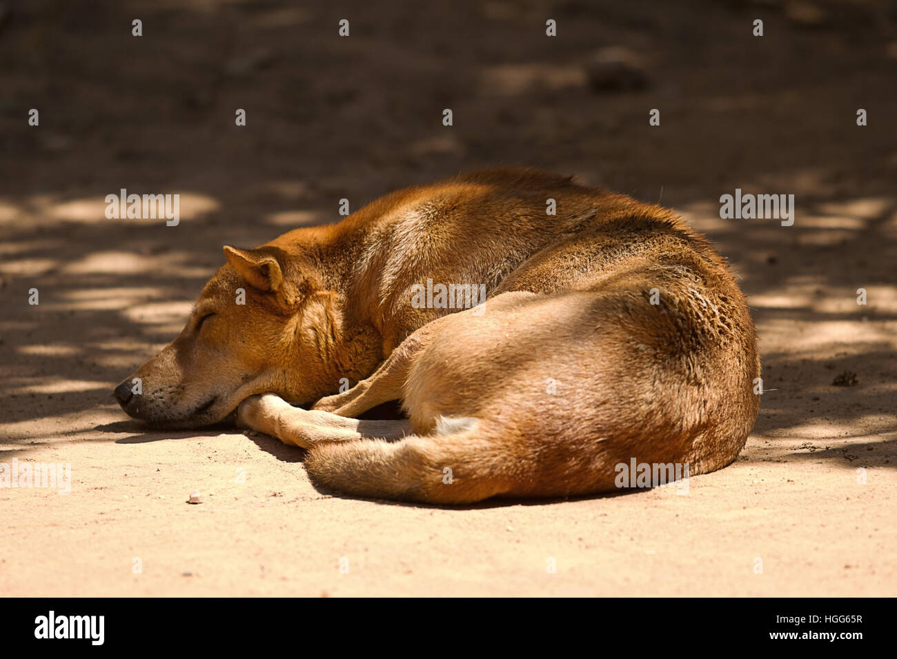 Foto-Studie eines ruhenden wilden Hundes in Indien Stockfoto