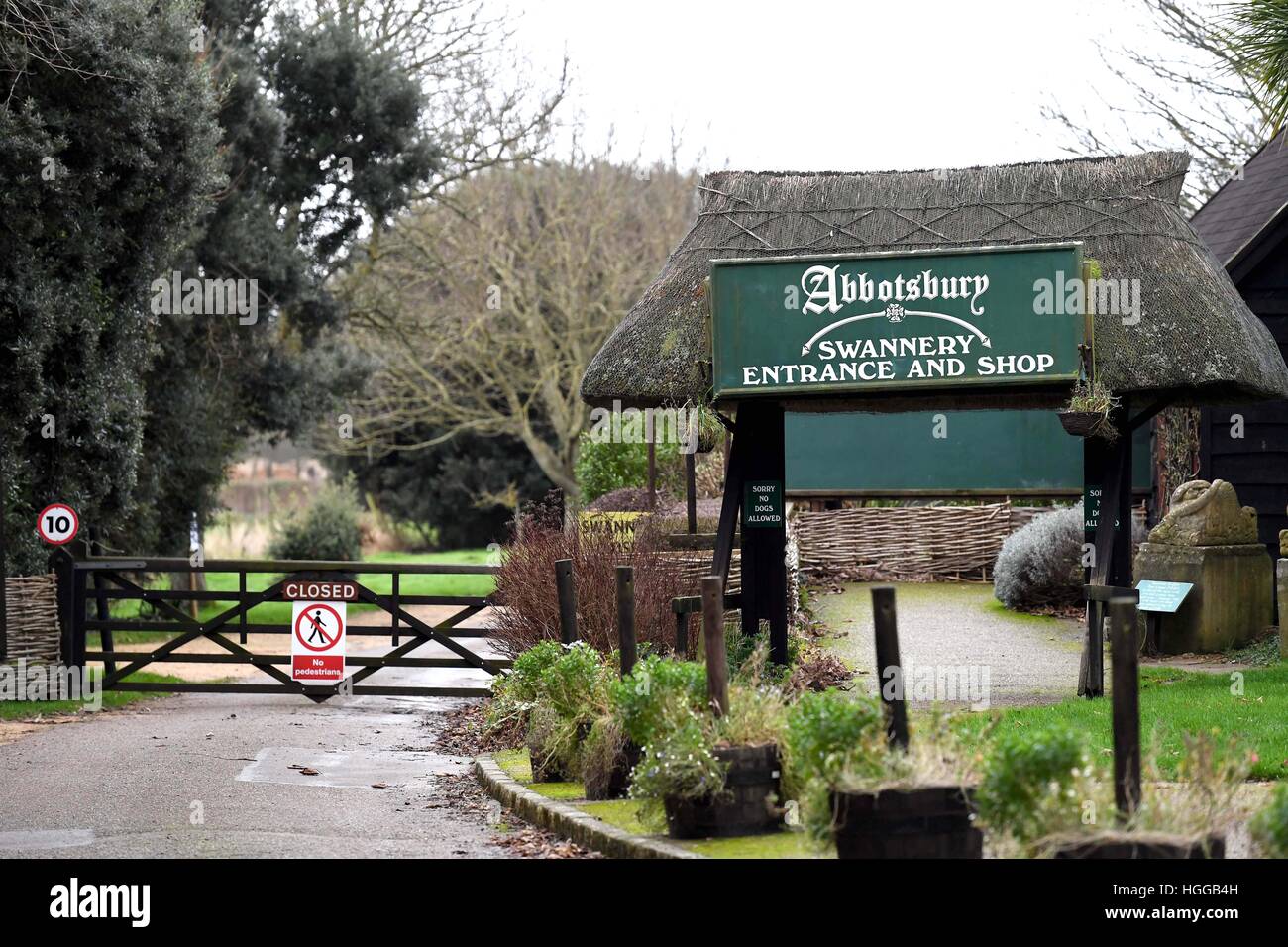 "Vogelgrippe" verursacht eine Reihe von Schwan Todesfälle bei "Abbotsbury Swannery" in Dorset, Großbritannien Stockfoto