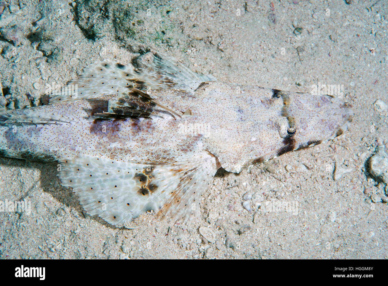 Rotes Meer, Ägypten. 6. November 2016. Tentakeln Flathead oder Crocodilefische (Papilloculiceps Longiceps), Rotes Meer, Sharm El Sheikh, Sinai-Halbinsel, Ägypten © Andrey Nekrassow/ZUMA Wire/ZUMAPRESS.com/Alamy Live-Nachrichten Stockfoto