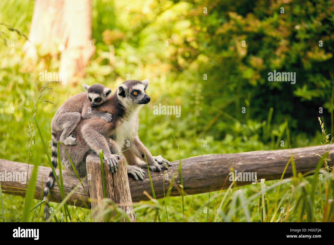 Katta (Lemur Catta) - baby mit Mutter Stockfoto