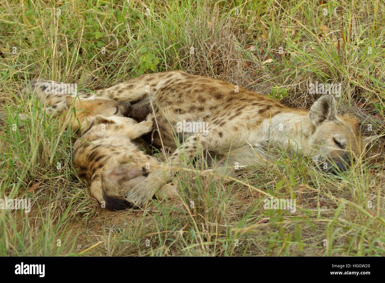 Weibliche Hyänen Krankenpflege ihre jungen entdeckt Stockfoto