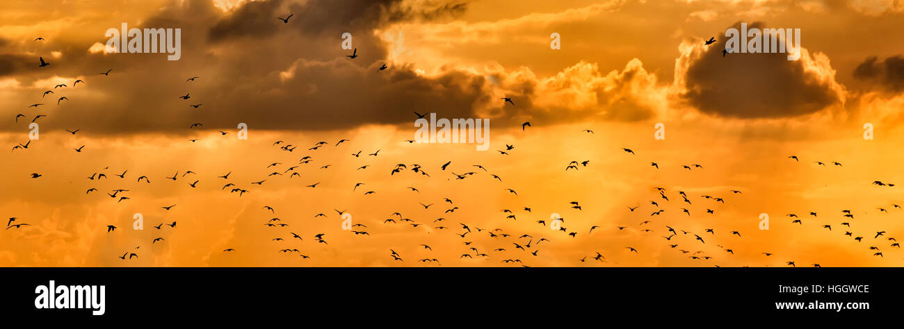 Vogelschwarm Sonnenuntergang.  Orange-Streaming-Licht. Stockfoto