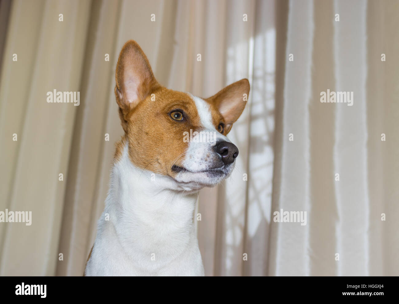 Indoor-Porträt der selbstbewusste Basenji Hund Stockfoto