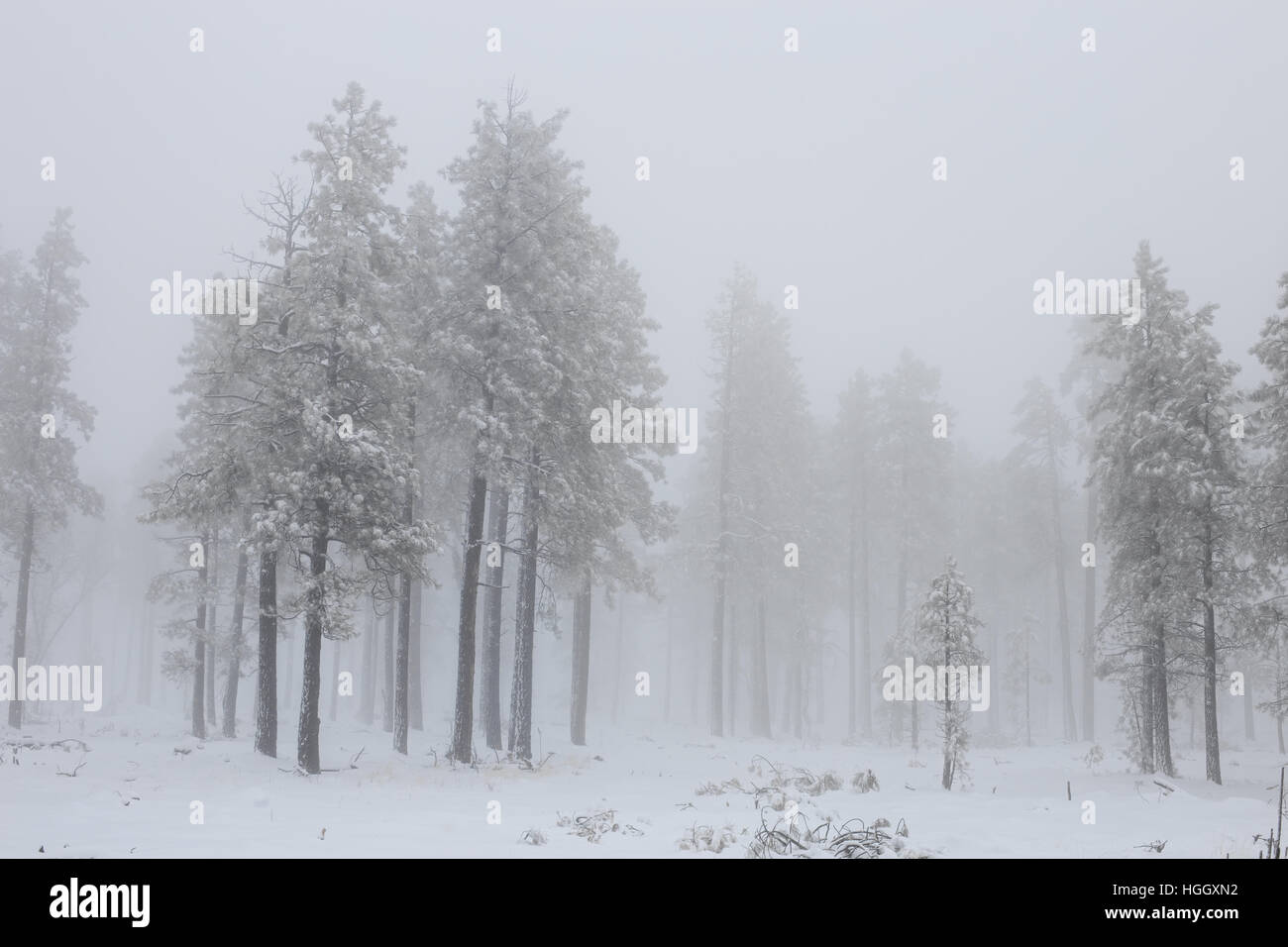 Verschneite Winterlandschaft mit Nebel Wald Stockfoto