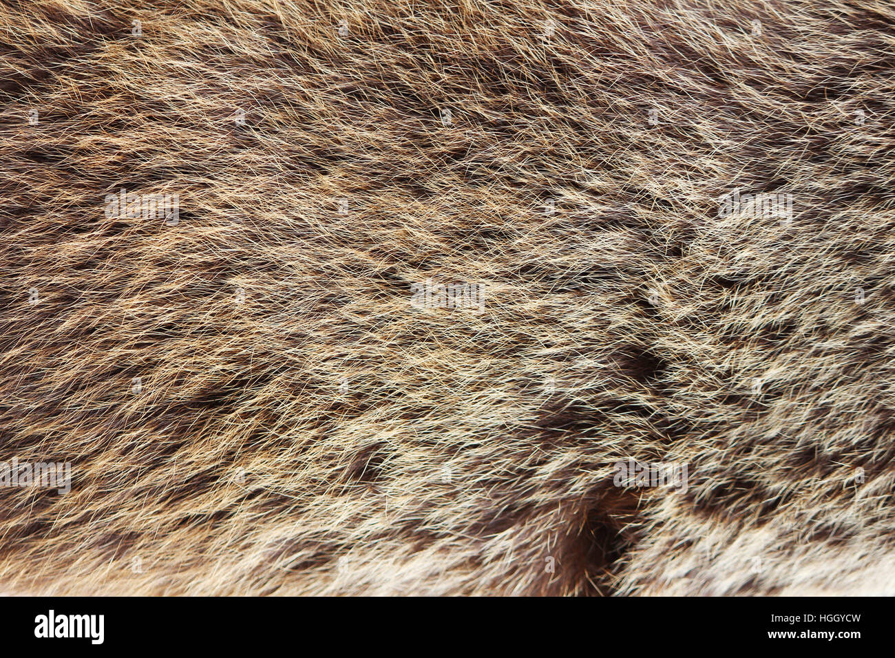 Textur braun Fulvous sibirischen Bär Ursidae Skins. Stockfoto