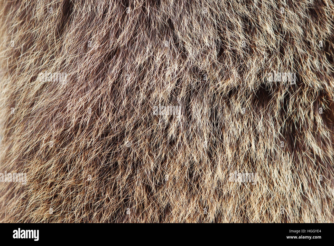 Textur braun Fulvous sibirischen Bär Ursidae Skins. Stockfoto