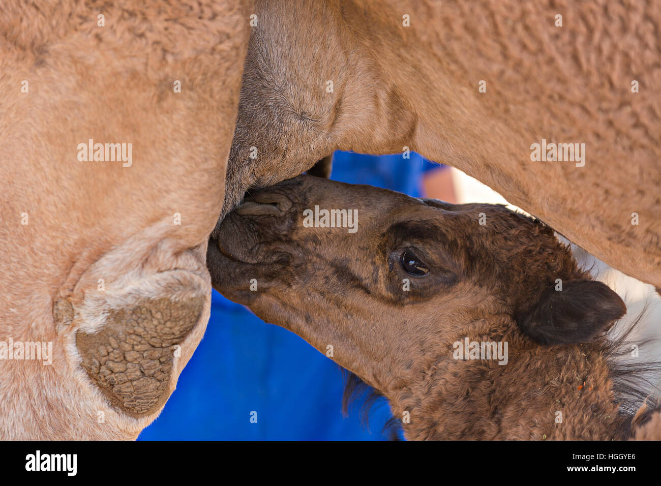 Baby Kamelhaar säugt seine Mutter in Turkestan, Kasachstan. Stockfoto