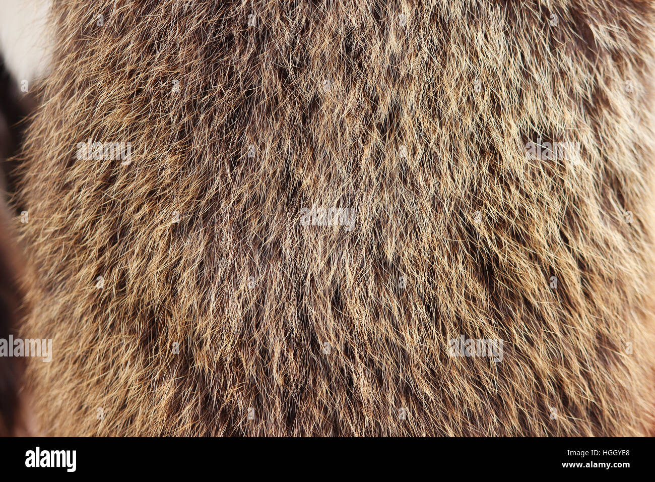 Textur braun Fulvous sibirischen Bär Ursidae Skins. Stockfoto