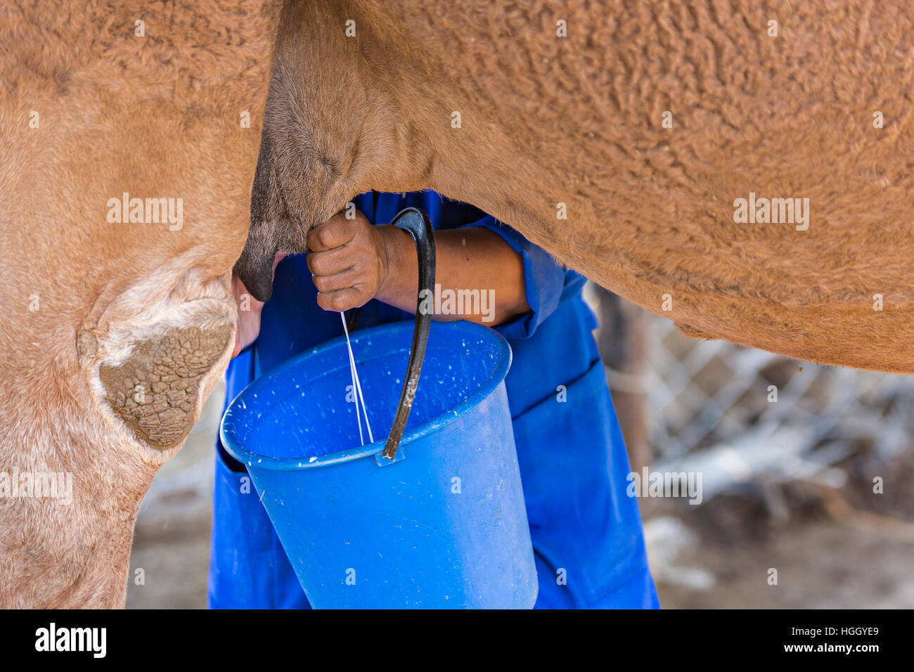 Kasachische Frau melkt das Kamel um türkische Getränk Shubat auch als Chal bekannt zu machen Stockfoto
