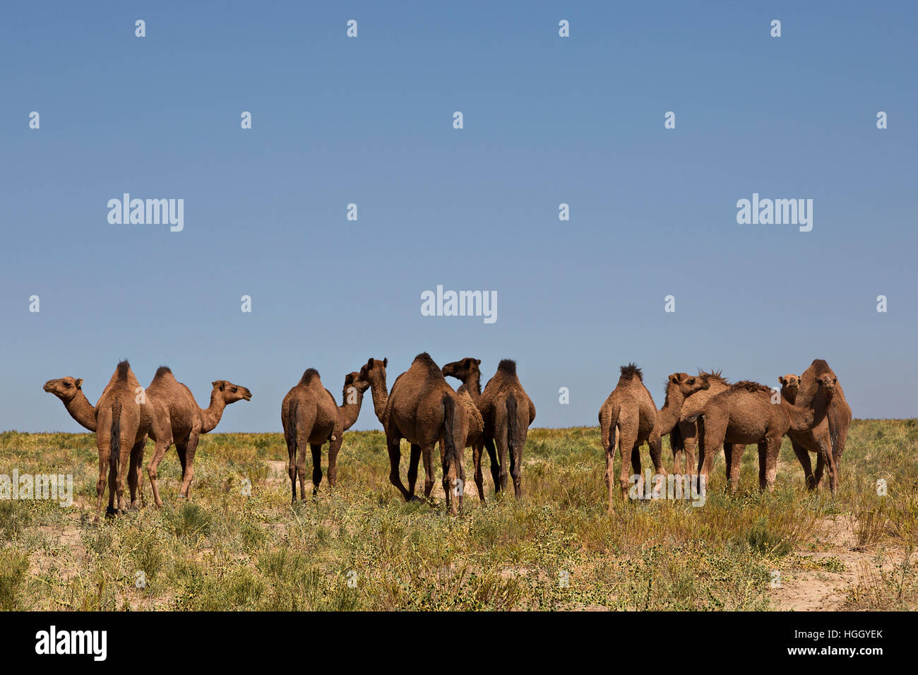 Kamele in Turkestan, Kasachstan Stockfoto