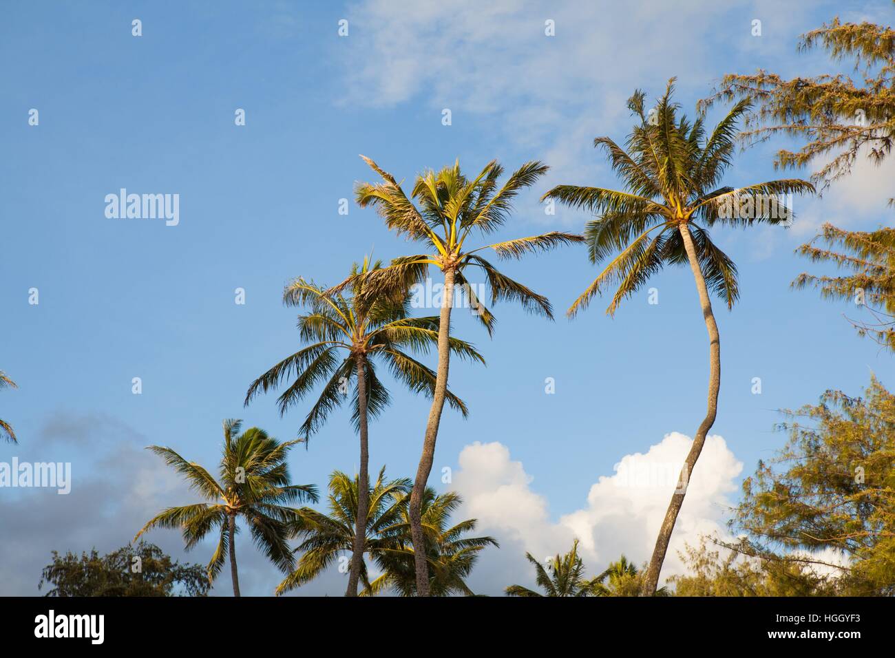 Tropische Lage mit Palmen in den blauen Himmel zu erreichen. Stockfoto