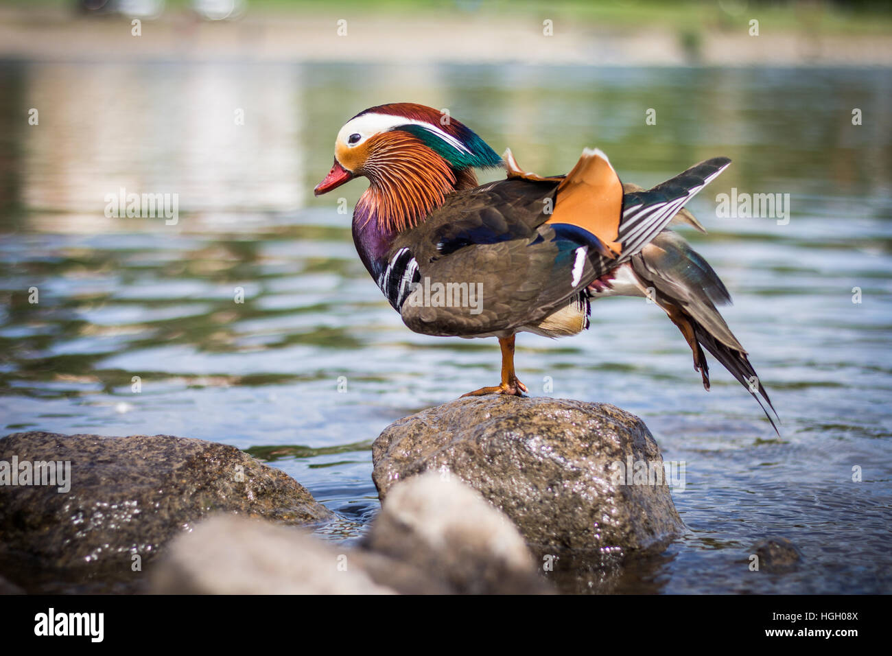 Mandarin Ente im freien Stockfoto