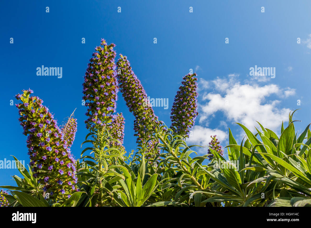 Baumechium Echium piniana, vor blauem Himmel, Inseln von Scilly Stockfoto