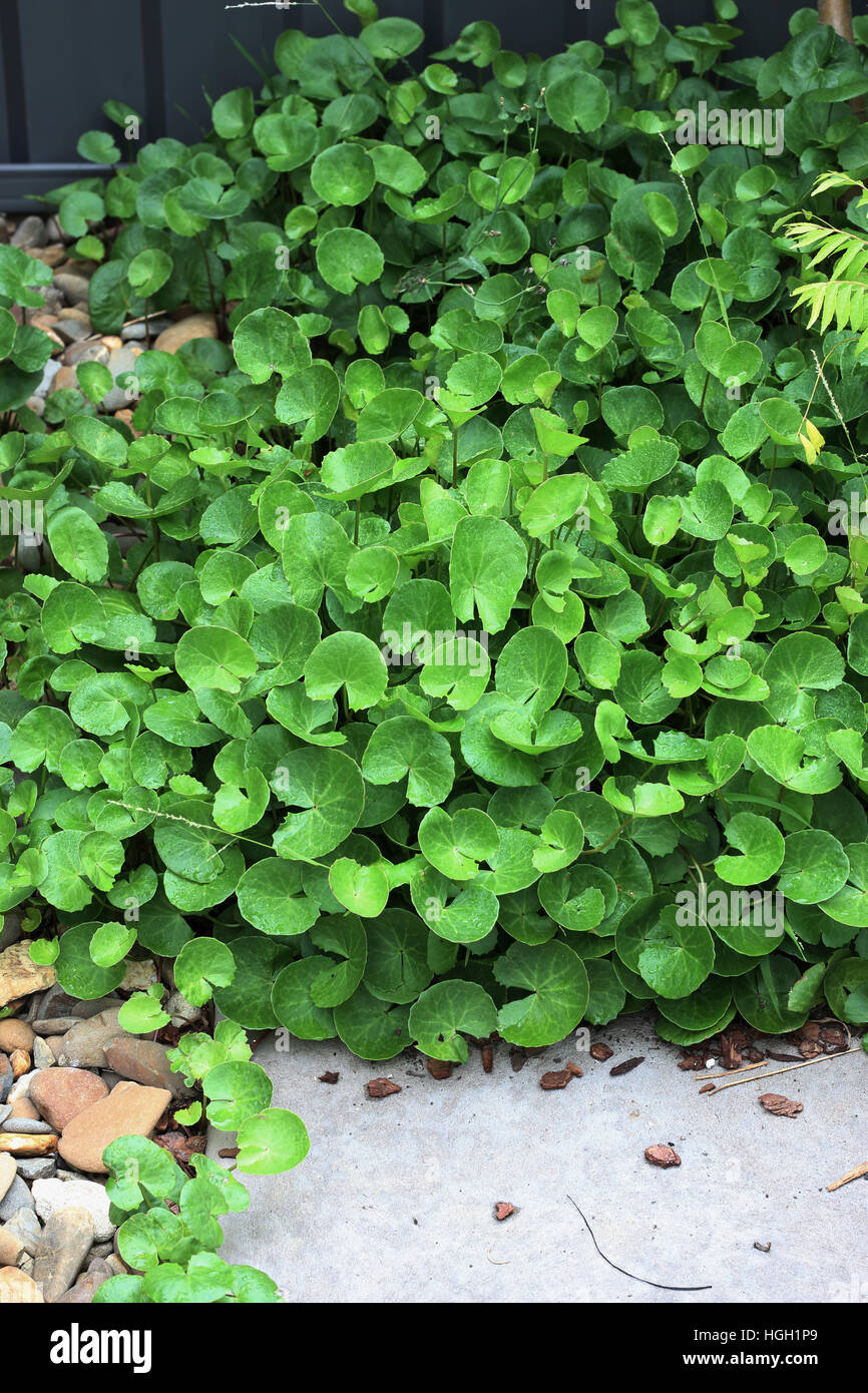 GotU Kola, Centella Asiatica oder Wassernabelkraut, auch bekannt als Pflanze, Arthritis heilen Stockfoto