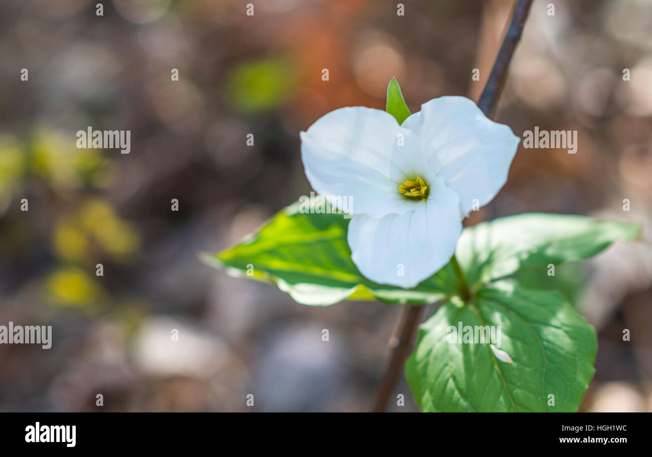 Weiße Blütenblätter der großen Blüten weiß Trillium (Trillium Grandiflorum). Stockfoto
