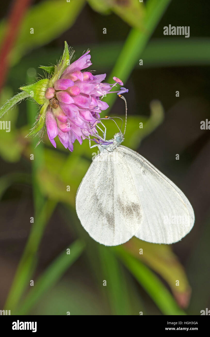 Holz weiß (Leptidea Sinapis) auf Witwe Blume, Trinken Nektar, Baden-Württemberg, Deutschland Stockfoto