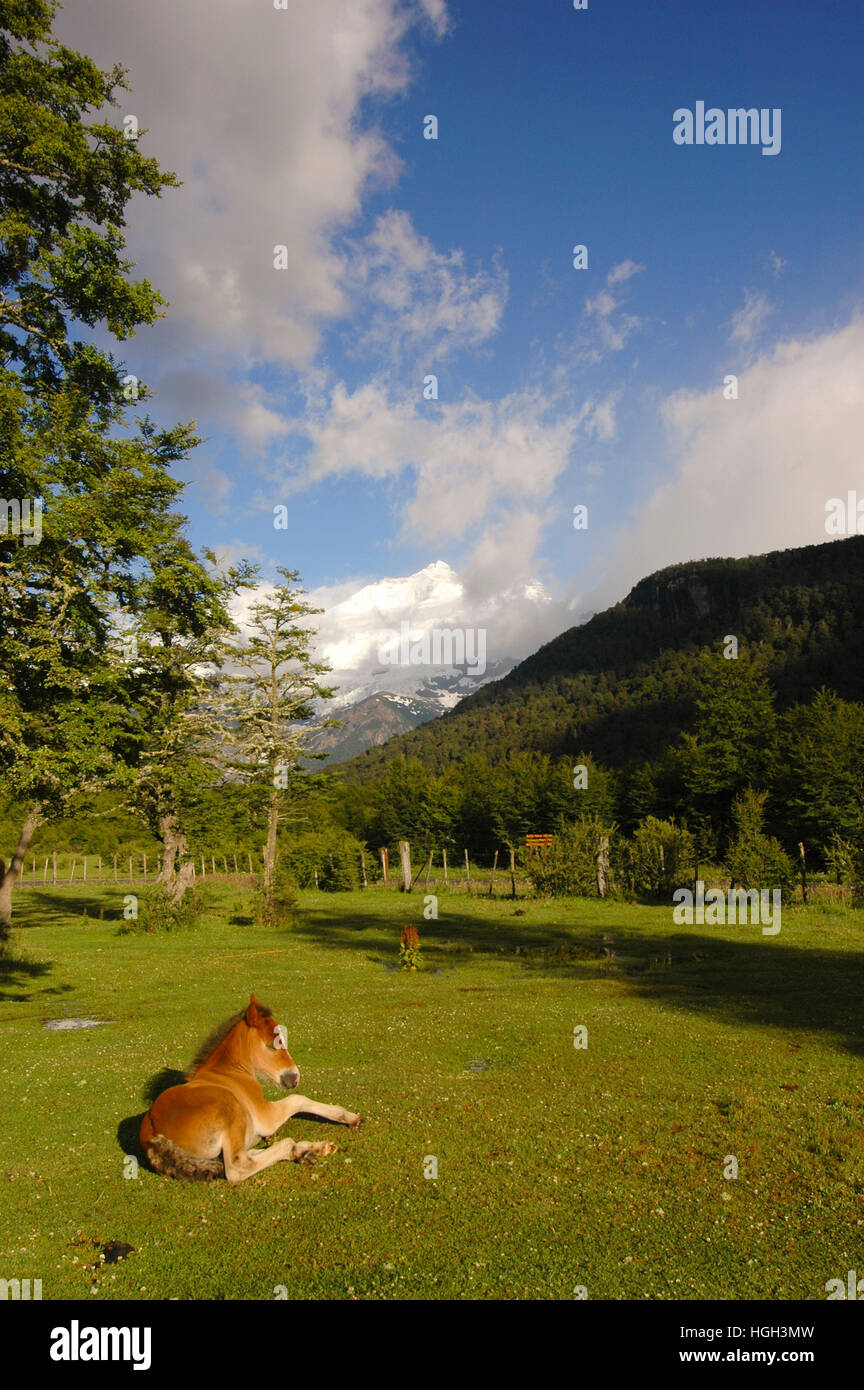 Pampa Linda, Mount Tronador, Nahuel Huapi Nationalpark, Patagonien, Argentinien Stockfoto