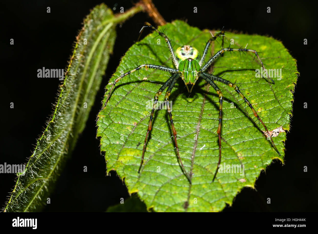 Luchs-Spinne (Peucetia Madagascariensis) lauern auf Blatt, Ankarafantsika Nationalpark, Madagaskar Stockfoto