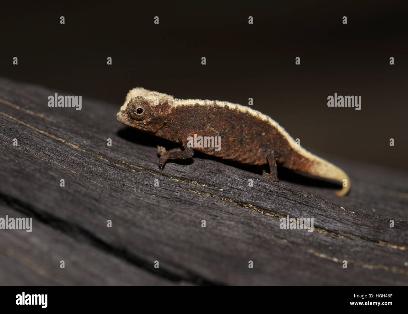 Männlichen Zwerg Chamäleon (Brookesia Micra), eines der kleinsten Reptilien der Welt, Nosy Hara Nationalpark, Madagaskar Stockfoto