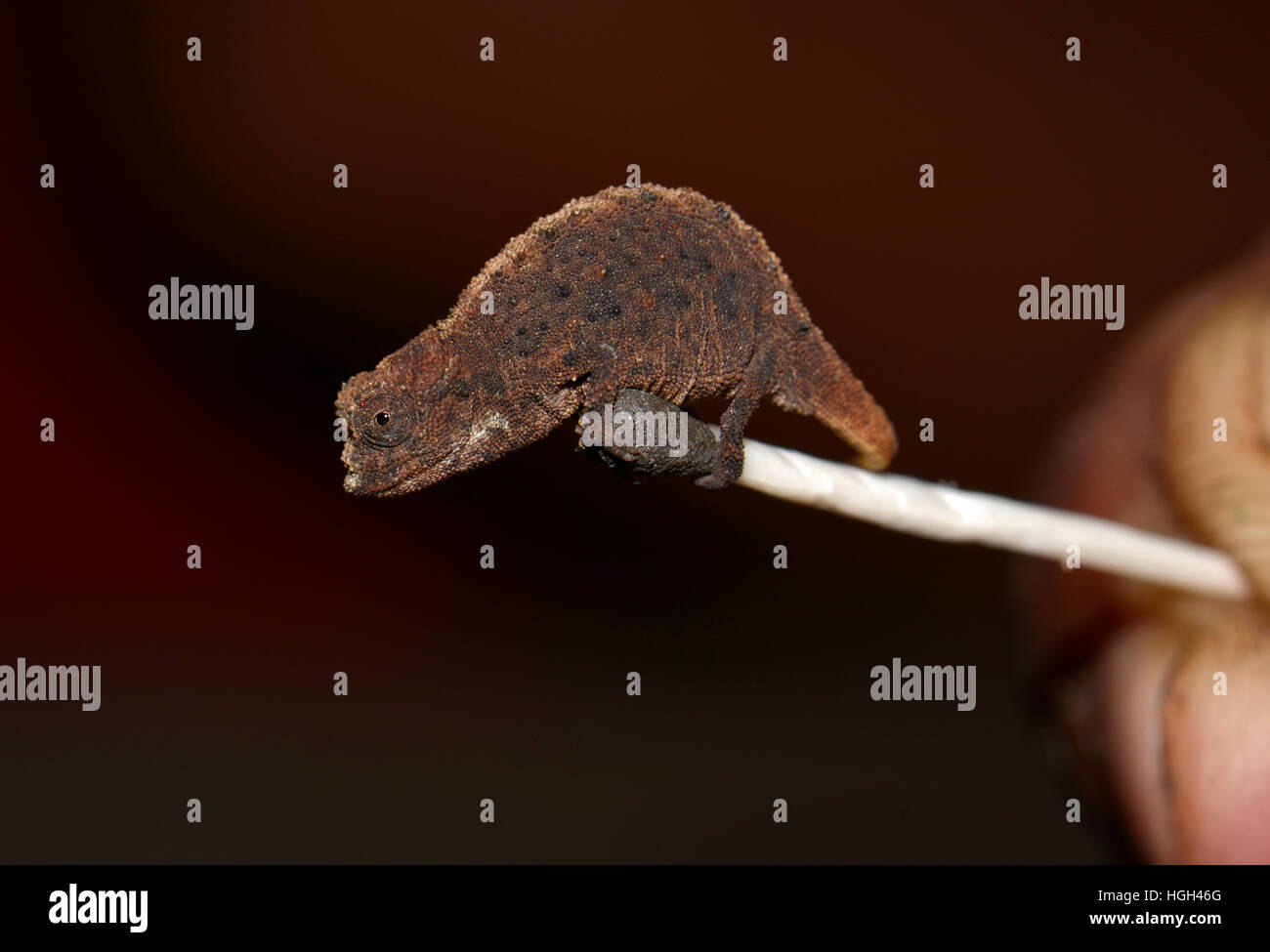 Weibliche Zwerg Chamäleon (Brookesia Micra), auf Spiel Spitze, eines der kleinsten Reptilien der Welt, Nosy Hara Nationalpark Stockfoto