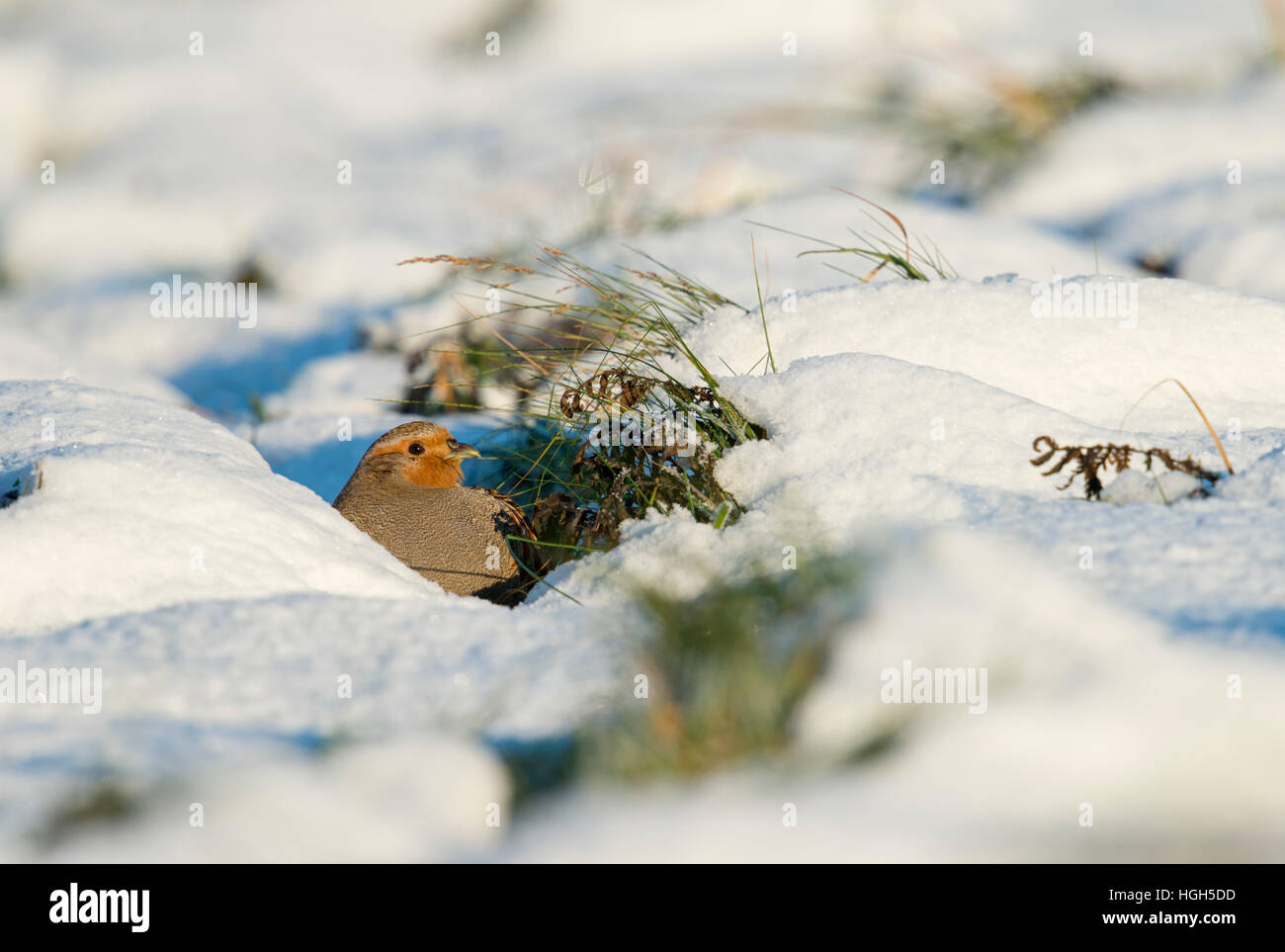 Rebhuhn (Perdix perdix) ruht, versteckt auf dem Boden in einem Schnee pan, geheimnisvolle Verhalten, an einem sonnigen Wintertag. Stockfoto