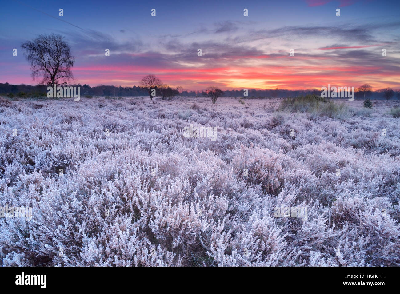 Bereift Heather im Winter, kurz vor Sonnenaufgang in der Nähe von Hilversum in den Niederlanden fotografiert. Stockfoto