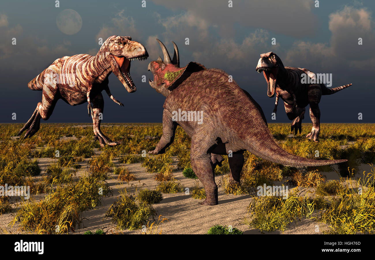 Ein paar fleischfressende Tyrannosaurus Rex Dinosaurier, ein einsamer Pflanzenfresser Triceratops anzugreifen. Stockfoto