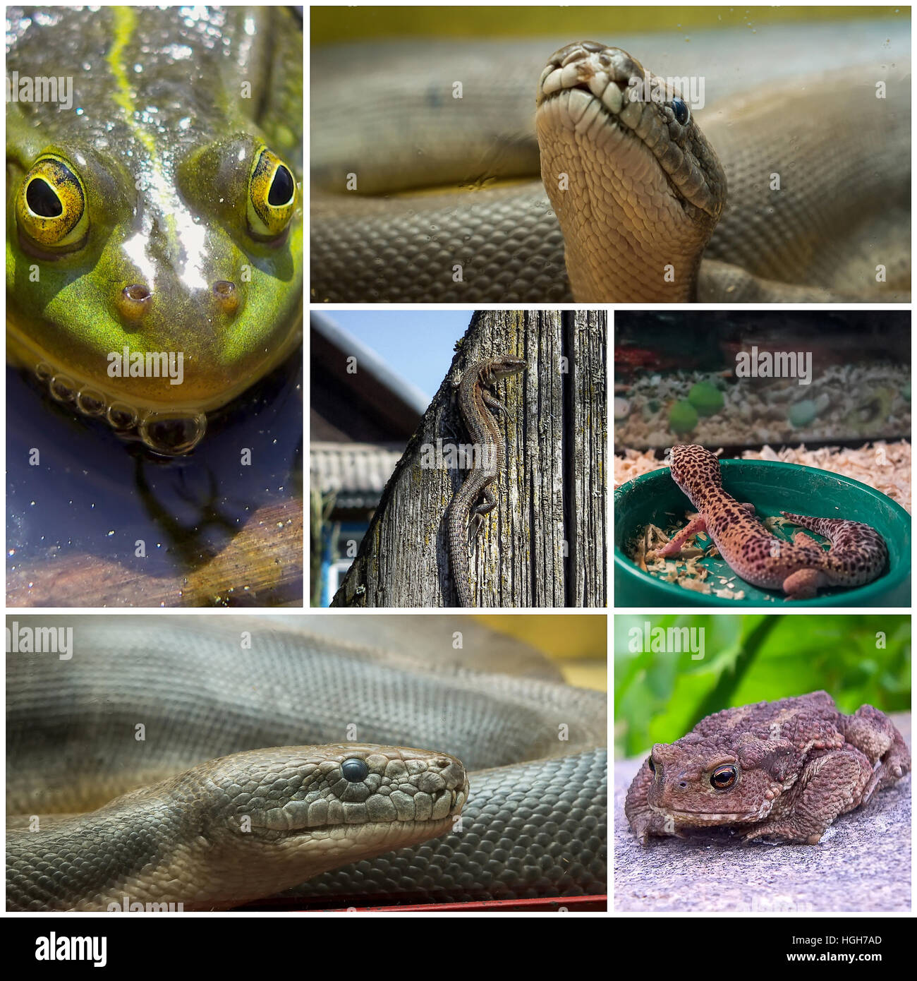 Collage mit Reptilien und Amphibien Stockfoto