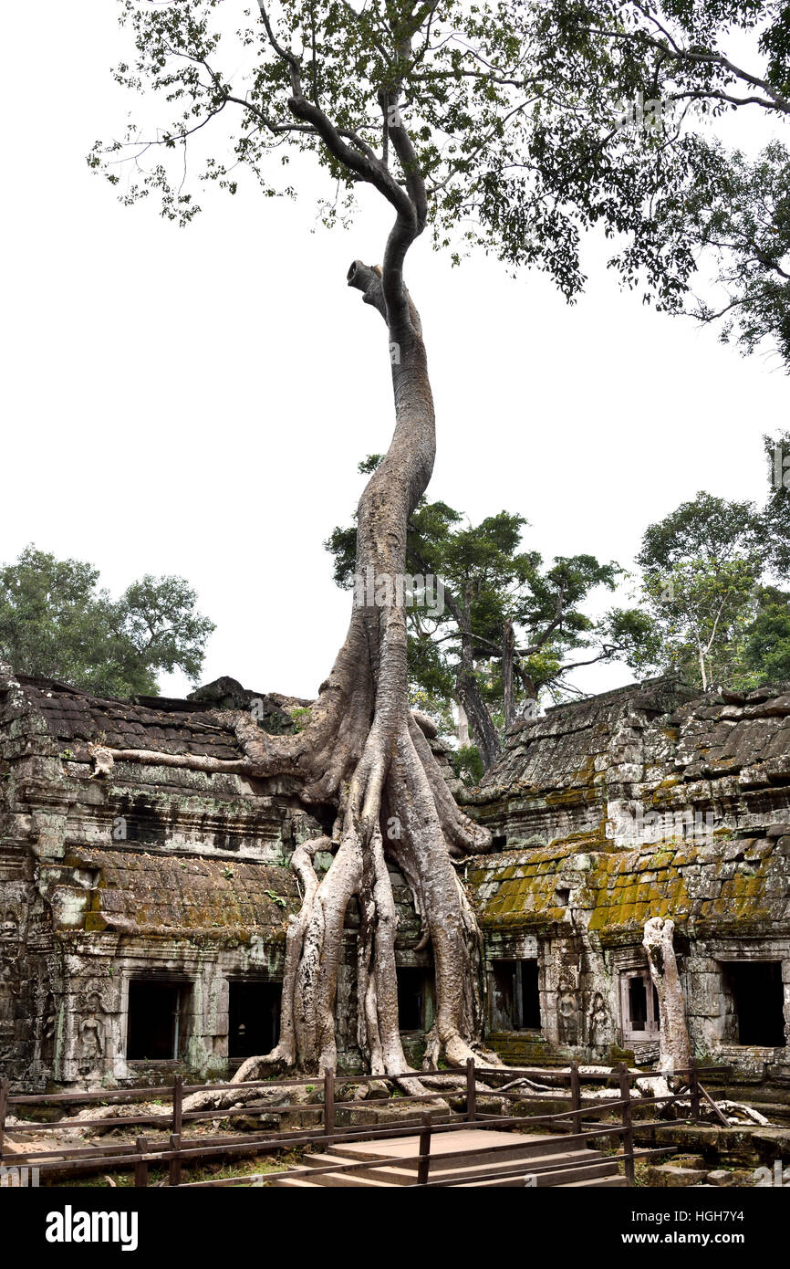 Ta Prohm Kambodscha im Bayon-Stil weitgehend im späten 12. und frühen 13. Jahrhundert erbaut und ursprünglich als Rajavihara. (Angkor Komplex verschiedene archäologische Hauptstädte Khmer Reich 9-15. Jahrhundert) Stockfoto