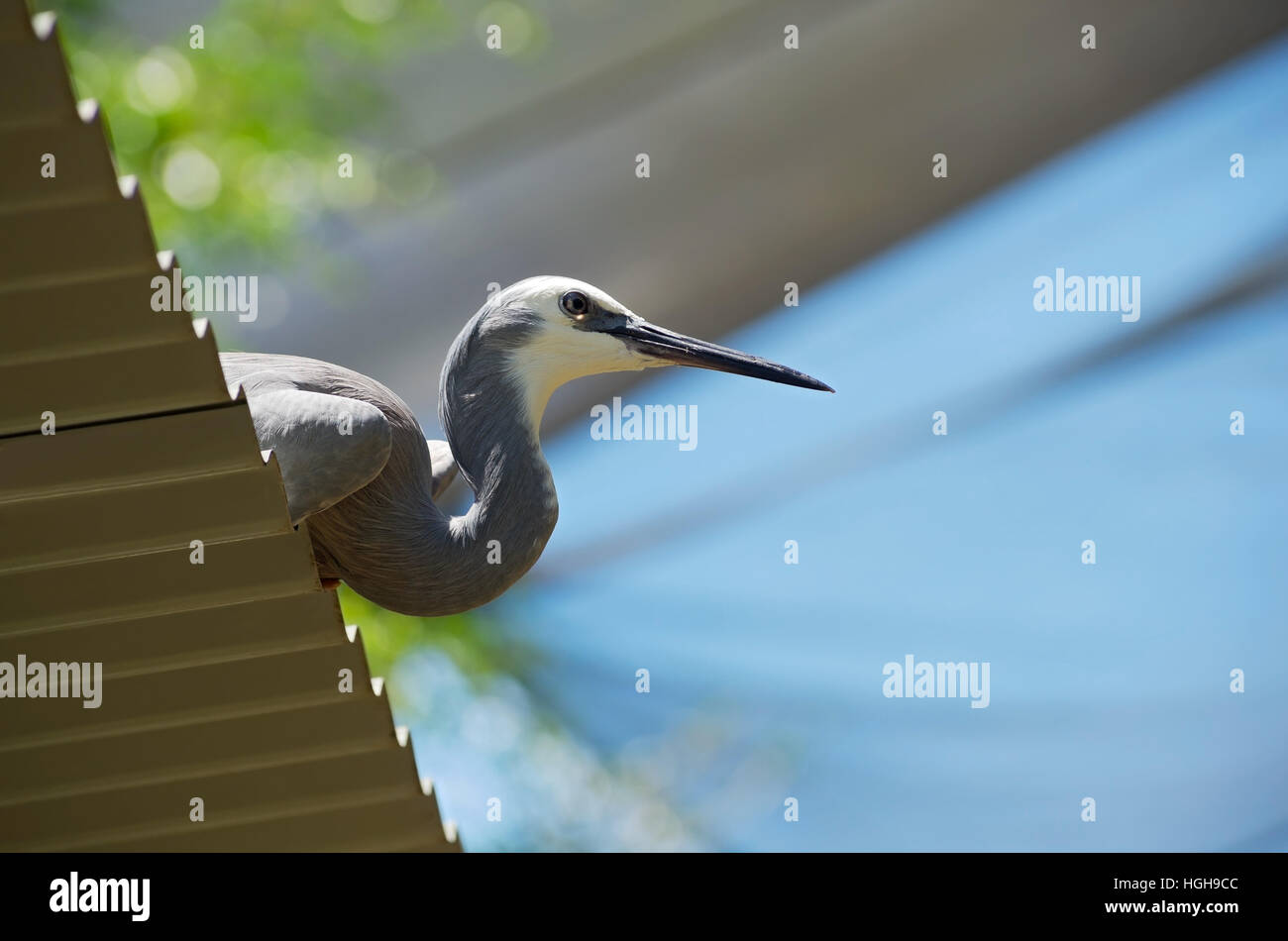 Profil von White-faced Heron oder Egretta Novaehollandiae Vogel gehockt Welldach Stockfoto