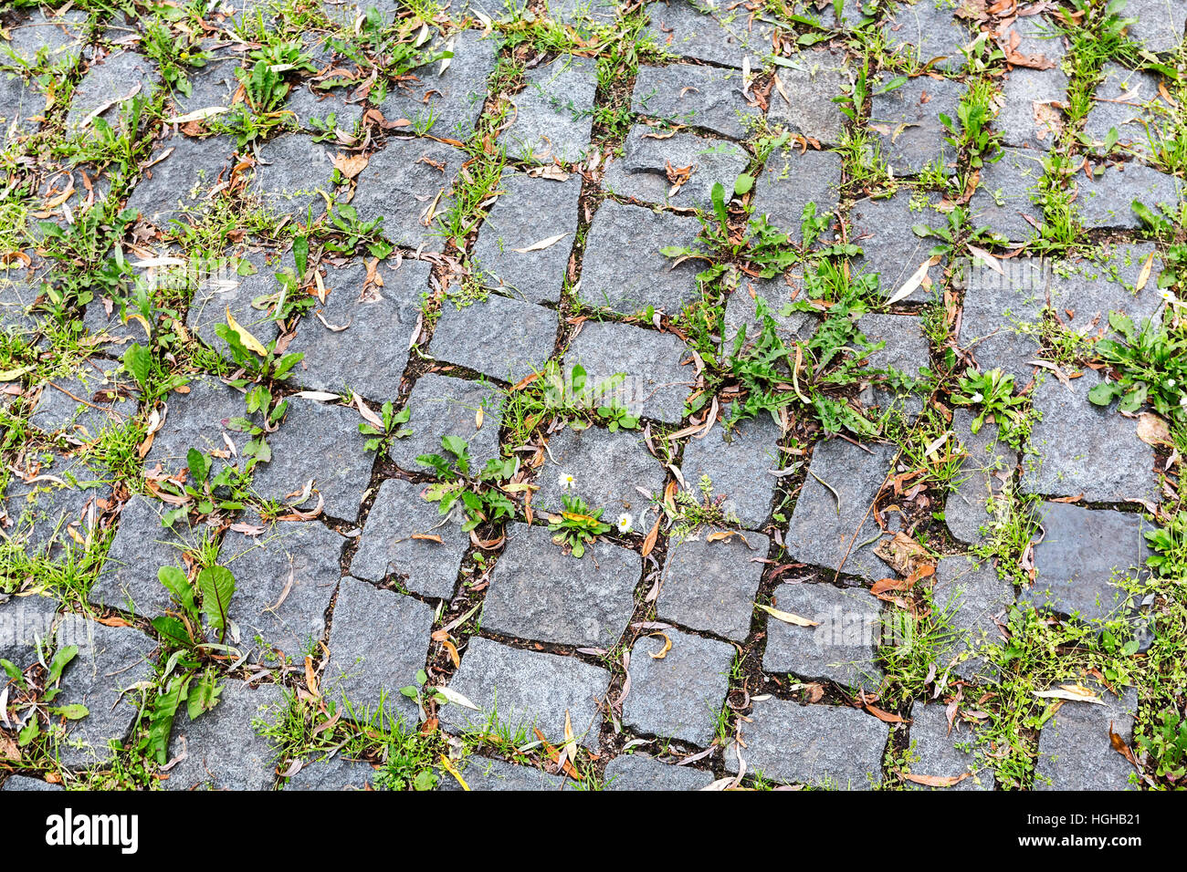 Gepflasterten Gehweg mit Rasen oder moosigen Boden Stockfoto