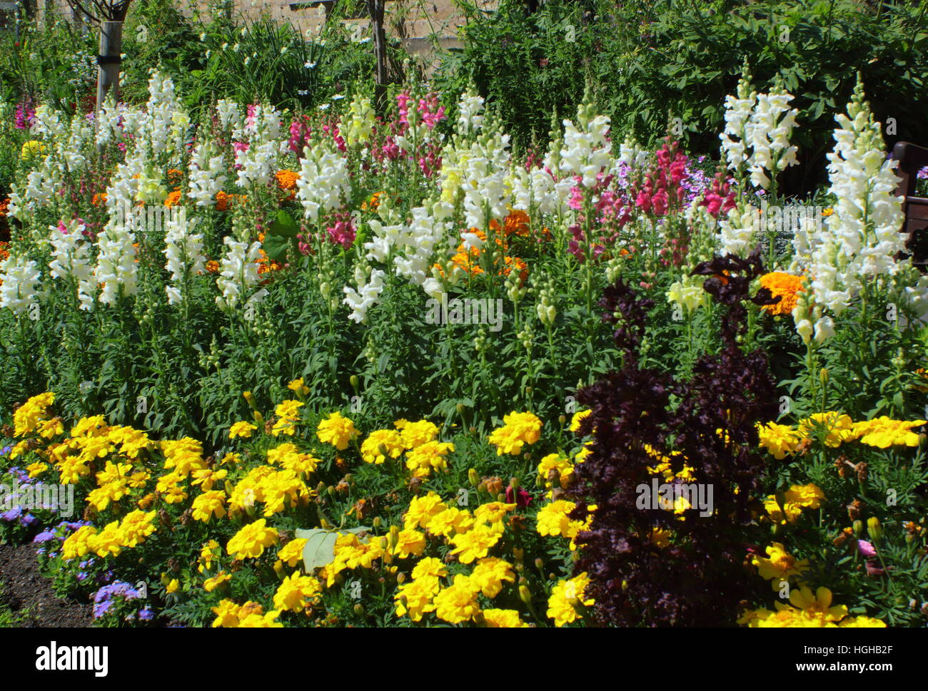 Sommer Blumen Grenze zeigt geschichteten Höhen mit Ringelblumen, Löwenmäulchen (Antirrhinums) und Rosen in einem englischen Garten Stockfoto