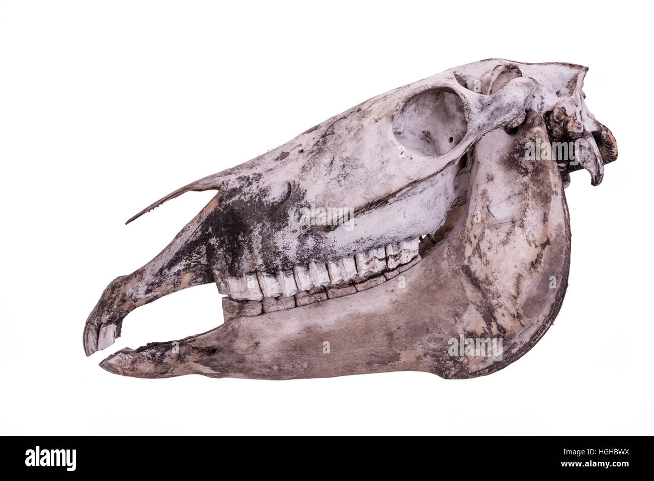 Vollständige Schädel Pferdekopf isoliert auf einem weißen Hintergrund. Stockfoto