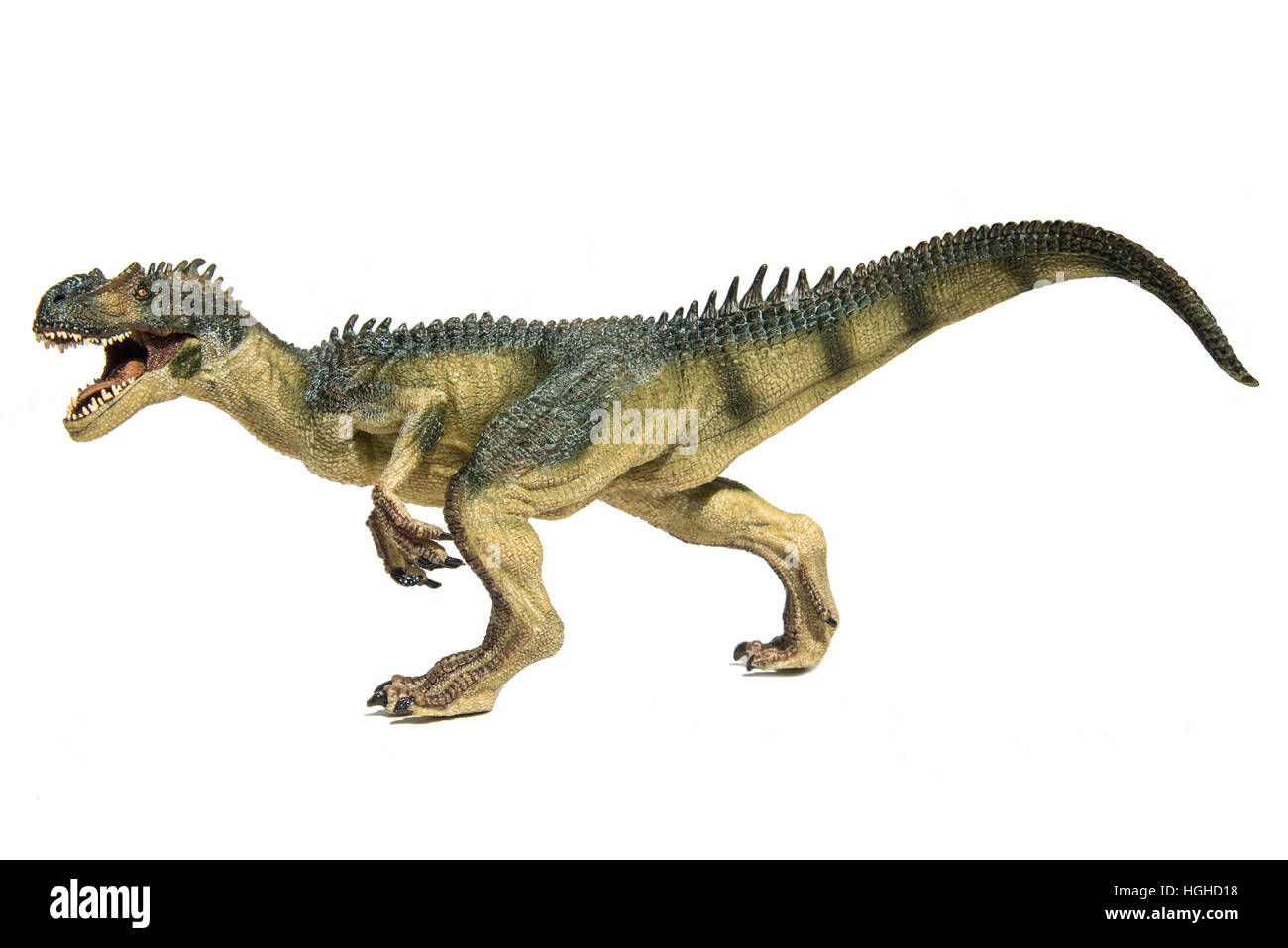 Allosaurus auf weißem Hintergrund Stockfoto