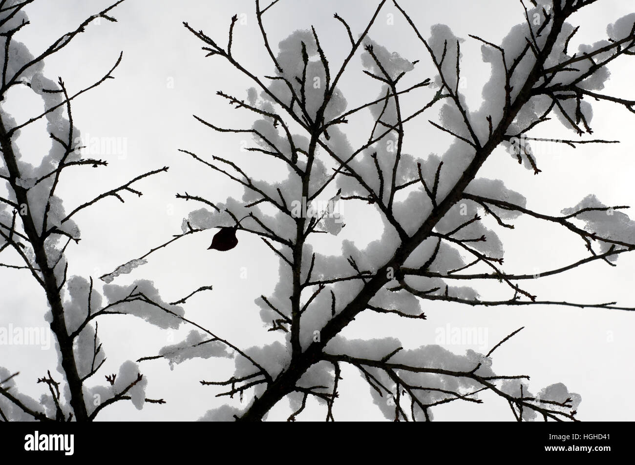 Kahle Äste eines Baumes bedeckt im frischen Schnee von unten genommen Stockfoto