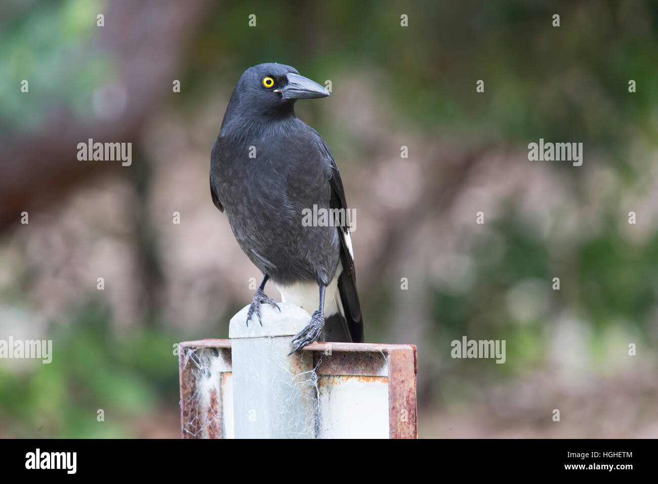 Ein Pied Currawong (Strepera Graculina) Vogel sitzt auf einem Pfosten auf dem Parkplatz eines Parks. Stockfoto