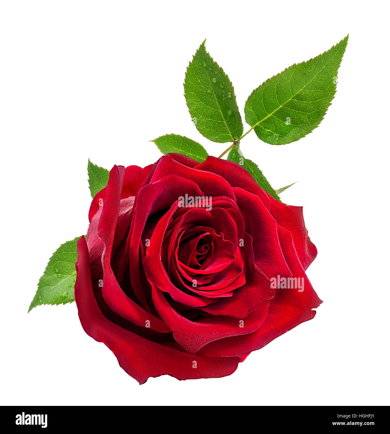 Rose auf dem weißen Hintergrund isoliert Stockfoto