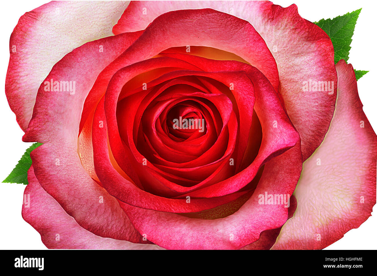 Rose Nahaufnahme, floraler Hintergrund Stockfoto