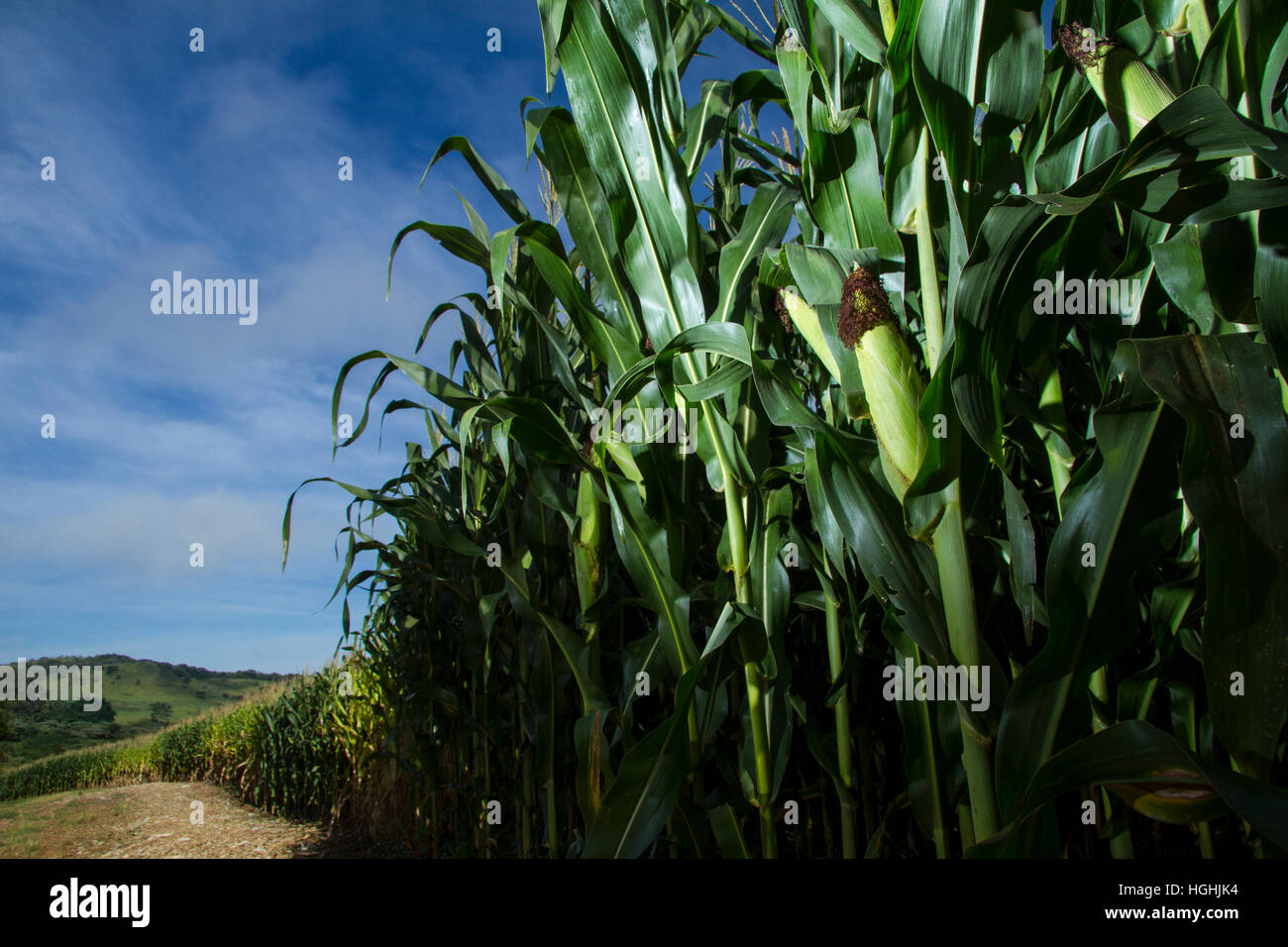 Kornfeld Lavoura de milho Stockfoto