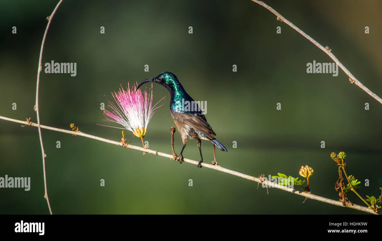 Lange-billed Sunbird in Ella, Sri Lanka; Specie Cinnyris Lotenius Familie von Nectariniidae Stockfoto