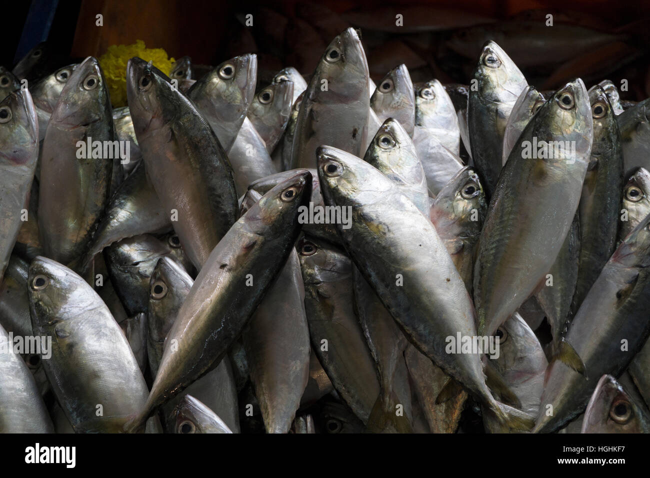 Frischer Fisch zum Verkauf in Panjim Markt goa Stockfoto