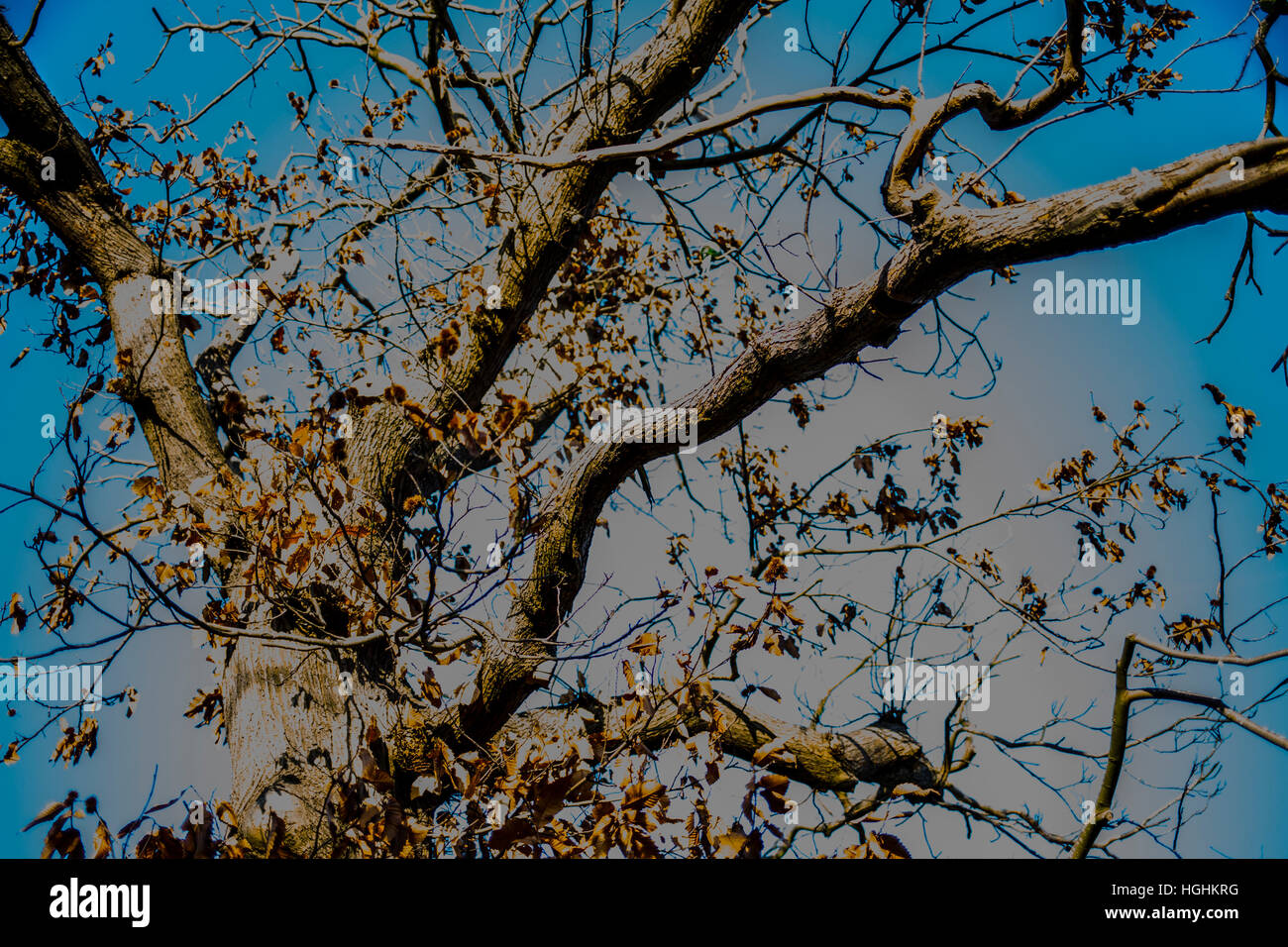 Baum-Muster mit digitaler manipulation Stockfoto