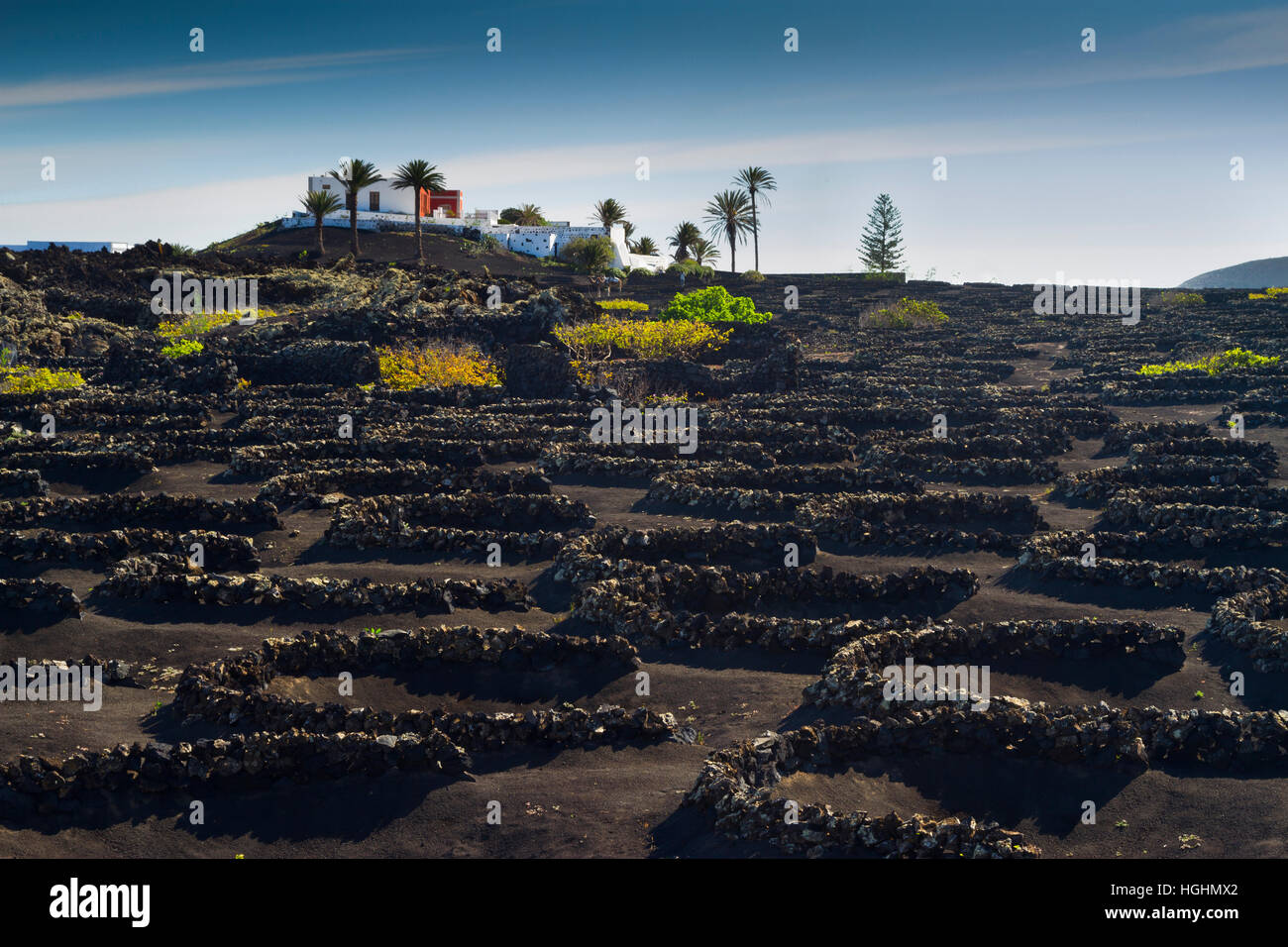 Reben wachsen in vulkanischen Lapilli. La Geria Region. Lanzarote, Kanarische Inseln, Atlantik, Spanien. Stockfoto